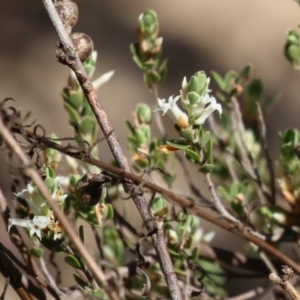 Brachyloma daphnoides at Tuggeranong, ACT - 29 Sep 2023 11:52 AM