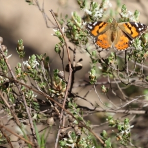 Brachyloma daphnoides at Tuggeranong, ACT - 29 Sep 2023