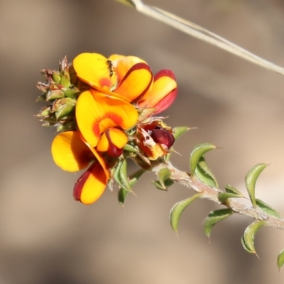 Pultenaea procumbens (Bush Pea) at Bullen Range - 29 Sep 2023 by RodDeb