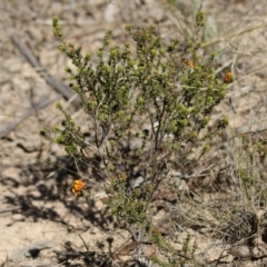 Pultenaea procumbens at Tuggeranong, ACT - 29 Sep 2023 12:00 PM