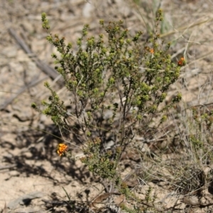 Pultenaea procumbens at Tuggeranong, ACT - 29 Sep 2023 12:00 PM