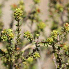 Pultenaea procumbens at Tuggeranong, ACT - 29 Sep 2023 12:00 PM