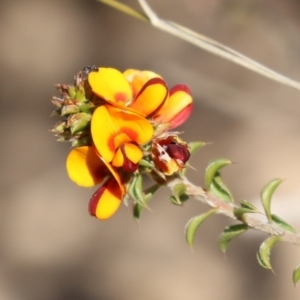 Pultenaea procumbens at Tuggeranong, ACT - 29 Sep 2023 12:00 PM