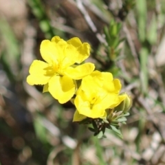 Hibbertia calycina (Lesser Guinea-flower) at Tuggeranong, ACT - 29 Sep 2023 by RodDeb