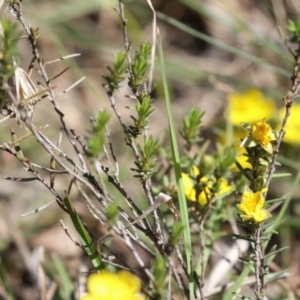 Hibbertia calycina at Tuggeranong, ACT - 29 Sep 2023