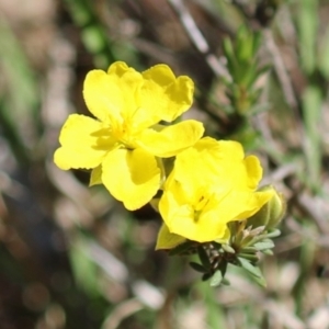 Hibbertia calycina at Tuggeranong, ACT - 29 Sep 2023