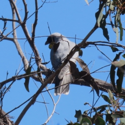 Coracina novaehollandiae (Black-faced Cuckooshrike) at Tuggeranong, ACT - 29 Sep 2023 by RodDeb