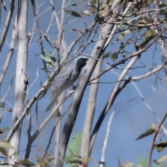 Coracina novaehollandiae at Tuggeranong, ACT - 29 Sep 2023