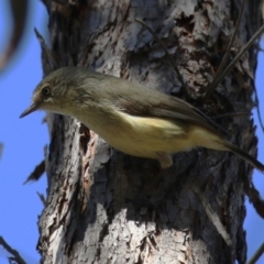 Acanthiza reguloides (Buff-rumped Thornbill) at Kambah Pool - 29 Sep 2023 by RodDeb