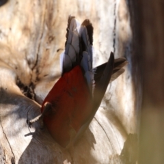 Platycercus elegans (Crimson Rosella) at Tuggeranong, ACT - 29 Sep 2023 by RodDeb