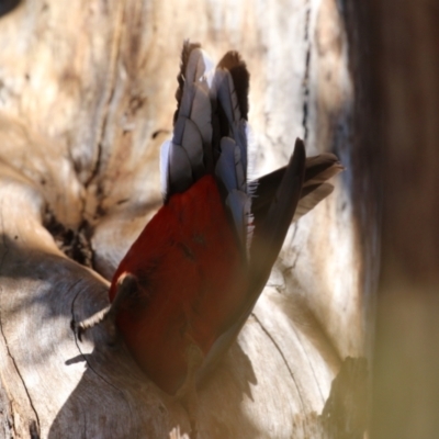 Platycercus elegans (Crimson Rosella) at Kambah Pool - 29 Sep 2023 by RodDeb