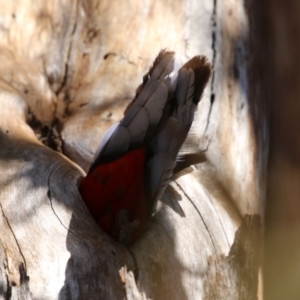 Platycercus elegans at Tuggeranong, ACT - 29 Sep 2023 12:26 PM