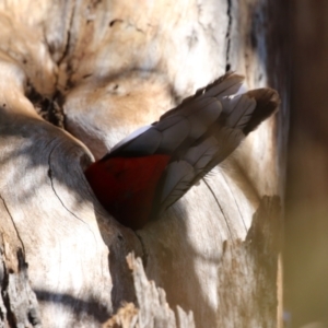 Platycercus elegans at Tuggeranong, ACT - 29 Sep 2023