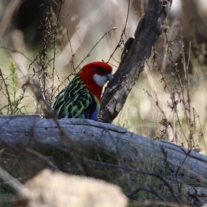 Platycercus eximius at Tuggeranong, ACT - 29 Sep 2023