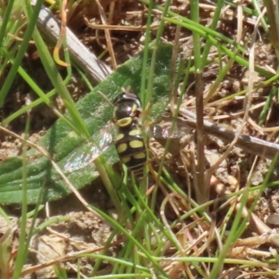 Simosyrphus grandicornis (Common hover fly) at Kambah Pool - 29 Sep 2023 by RodDeb