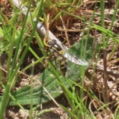 Simosyrphus grandicornis at Tuggeranong, ACT - 29 Sep 2023