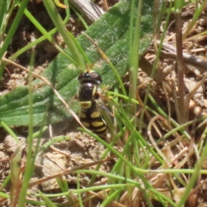 Simosyrphus grandicornis at Tuggeranong, ACT - 29 Sep 2023