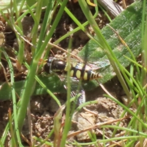 Simosyrphus grandicornis at Tuggeranong, ACT - 29 Sep 2023