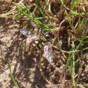 Simosyrphus grandicornis at Tuggeranong, ACT - 29 Sep 2023