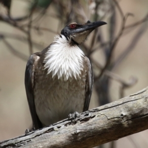 Philemon corniculatus at Tuggeranong, ACT - 29 Sep 2023 12:17 PM