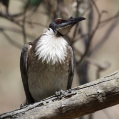 Philemon corniculatus (Noisy Friarbird) at Tuggeranong, ACT - 29 Sep 2023 by RodDeb