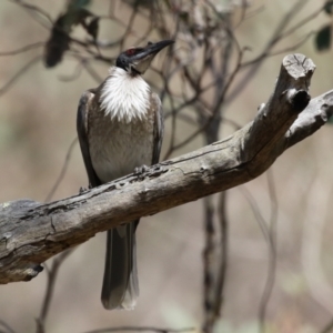 Philemon corniculatus at Tuggeranong, ACT - 29 Sep 2023