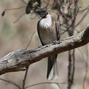 Philemon corniculatus at Tuggeranong, ACT - 29 Sep 2023 12:17 PM