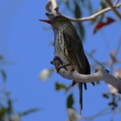 Oriolus sagittatus at Tuggeranong, ACT - 29 Sep 2023