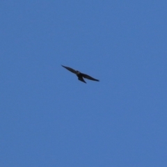 Falco peregrinus (Peregrine Falcon) at Tuggeranong, ACT - 29 Sep 2023 by RodDeb