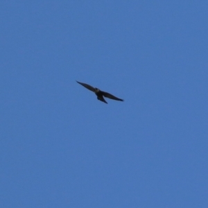 Falco peregrinus at Tuggeranong, ACT - 29 Sep 2023 11:49 AM