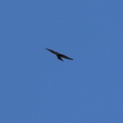 Falco peregrinus (Peregrine Falcon) at Bullen Range - 29 Sep 2023 by RodDeb