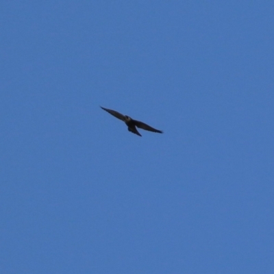 Falco peregrinus (Peregrine Falcon) at Bullen Range - 29 Sep 2023 by RodDeb