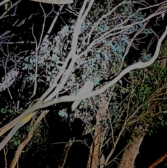 Podargus strigoides (Tawny Frogmouth) at Uriarra, NSW - 29 Sep 2023 by JimL