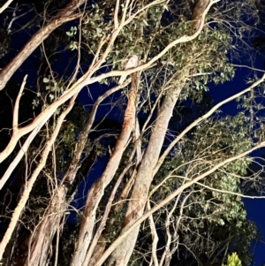 Podargus strigoides at Uriarra, NSW - 29 Sep 2023