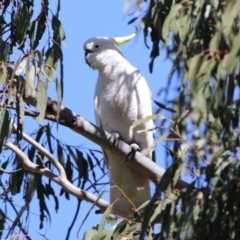 Cacatua galerita (Sulphur-crested Cockatoo) at Bullen Range - 29 Sep 2023 by RodDeb