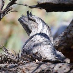 Podargus strigoides at Tuggeranong, ACT - 29 Sep 2023