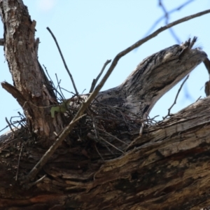 Podargus strigoides at Tuggeranong, ACT - 29 Sep 2023 11:34 AM