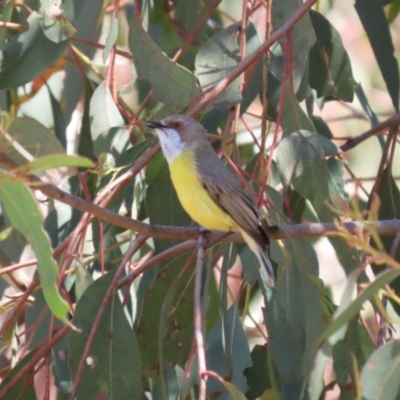 Gerygone olivacea (White-throated Gerygone) at Tuggeranong, ACT - 29 Sep 2023 by RodDeb