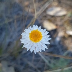 Leucochrysum albicans subsp. tricolor (Hoary Sunray) at Red Hill, ACT - 29 Sep 2023 by WalkYonder