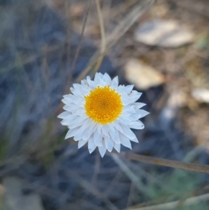 Leucochrysum albicans subsp. tricolor at Red Hill, ACT - 29 Sep 2023