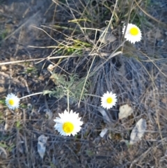 Leucochrysum albicans subsp. tricolor at Red Hill, ACT - 29 Sep 2023 03:22 PM