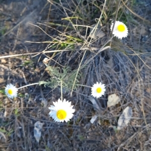 Leucochrysum albicans subsp. tricolor at Red Hill, ACT - 29 Sep 2023