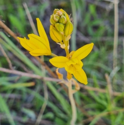 Bulbine bulbosa (Golden Lily) at Garran, ACT - 29 Sep 2023 by WalkYonder