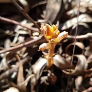 Orobanche minor at Red Hill, ACT - 29 Sep 2023