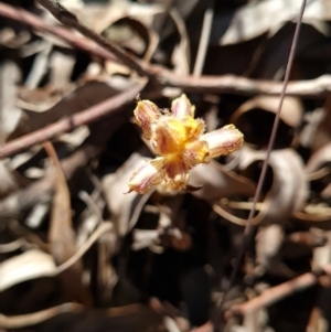 Orobanche minor at Red Hill, ACT - 29 Sep 2023