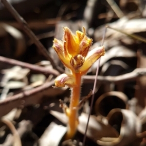 Orobanche minor at Red Hill, ACT - 29 Sep 2023