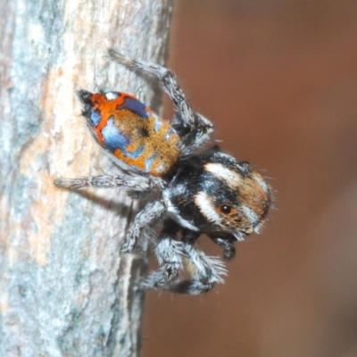 Maratus calcitrans (Kicking peacock spider) at Piney Ridge - 29 Sep 2023 by Harrisi