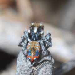 Maratus calcitrans at Bluetts Block (402, 403, 12, 11) - suppressed