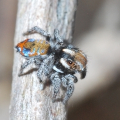 Maratus calcitrans at Bluetts Block (402, 403, 12, 11) - suppressed