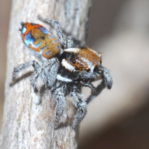 Maratus calcitrans at Bluetts Block (402, 403, 12, 11) - suppressed